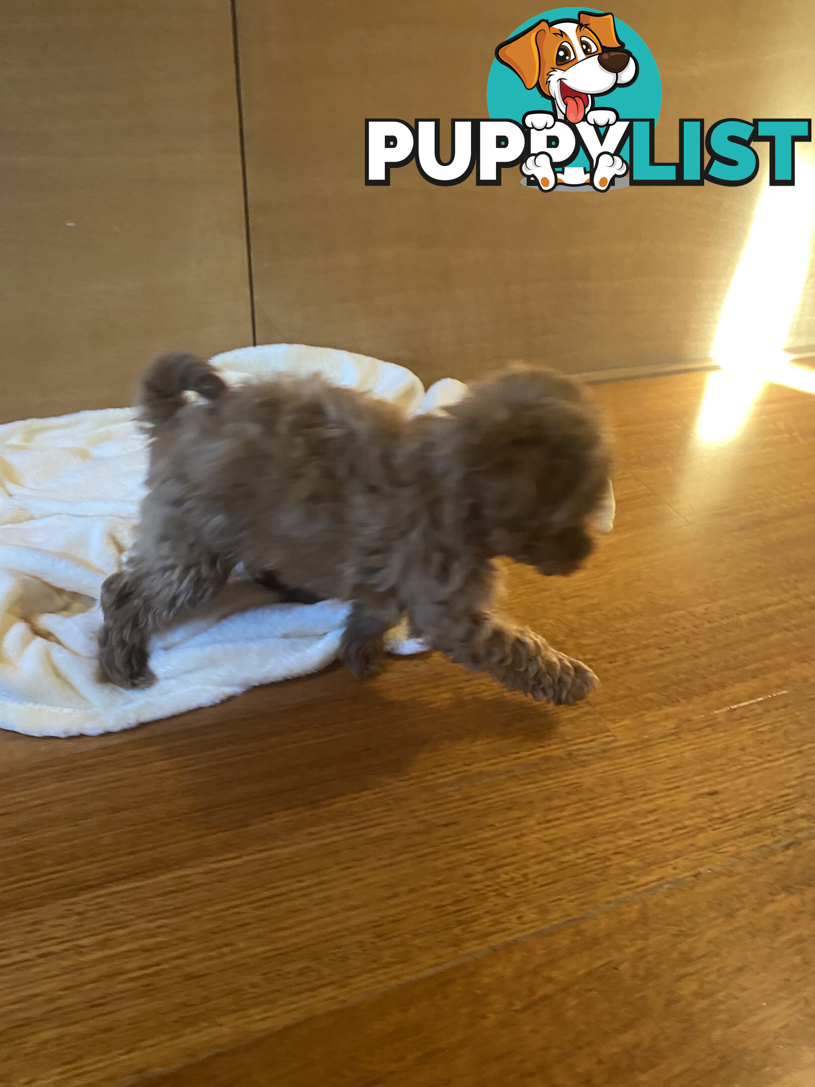 Beautiful RUBY PURE BRED TOY POODLE  Puppies  .
