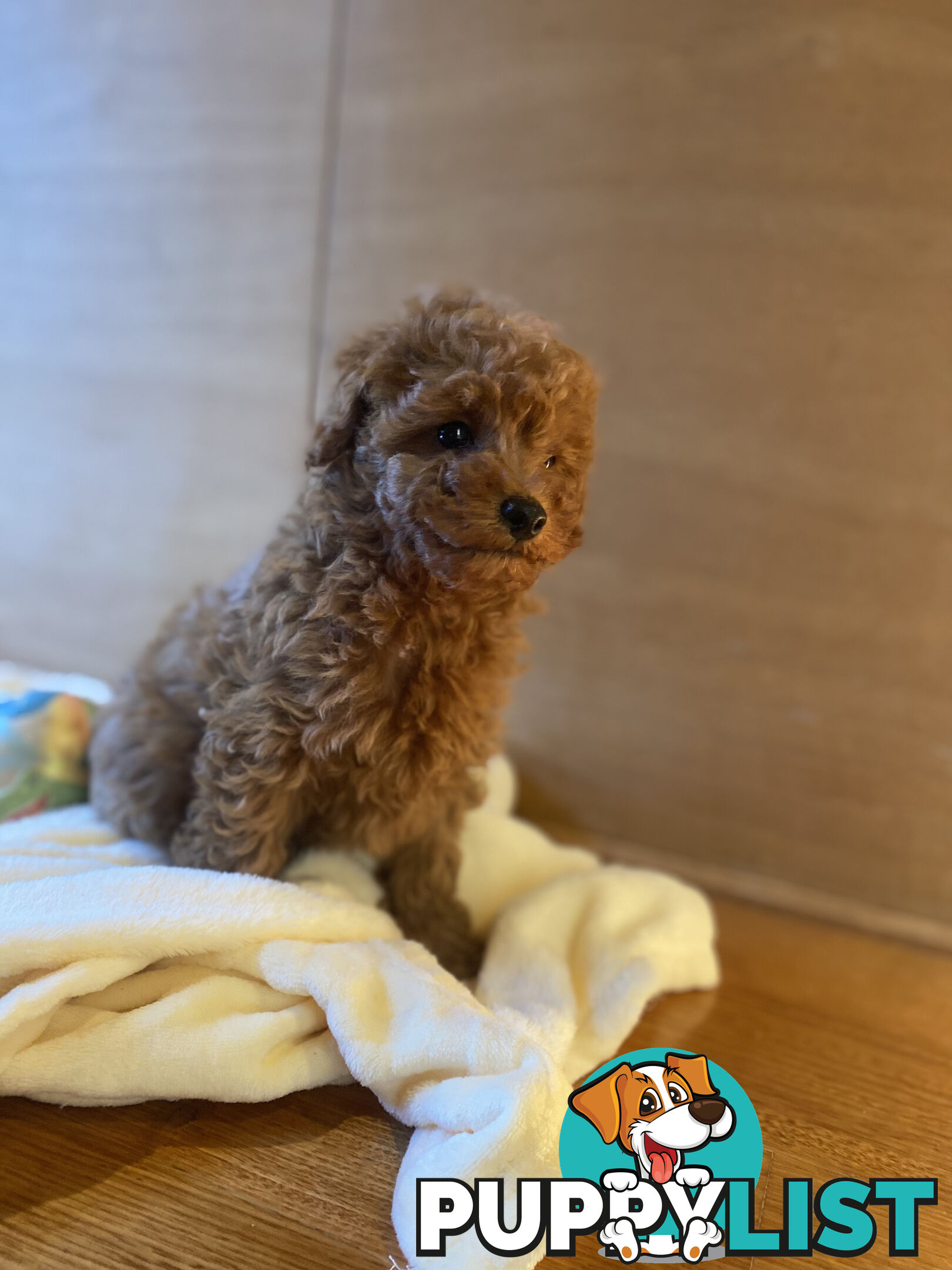 Beautiful RUBY PURE BRED TOY POODLE  Puppies  .