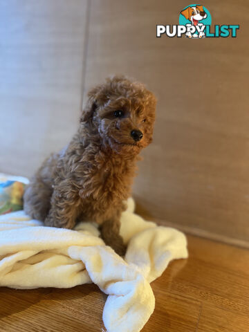 Beautiful RUBY PURE BRED TOY POODLE  Puppies  .