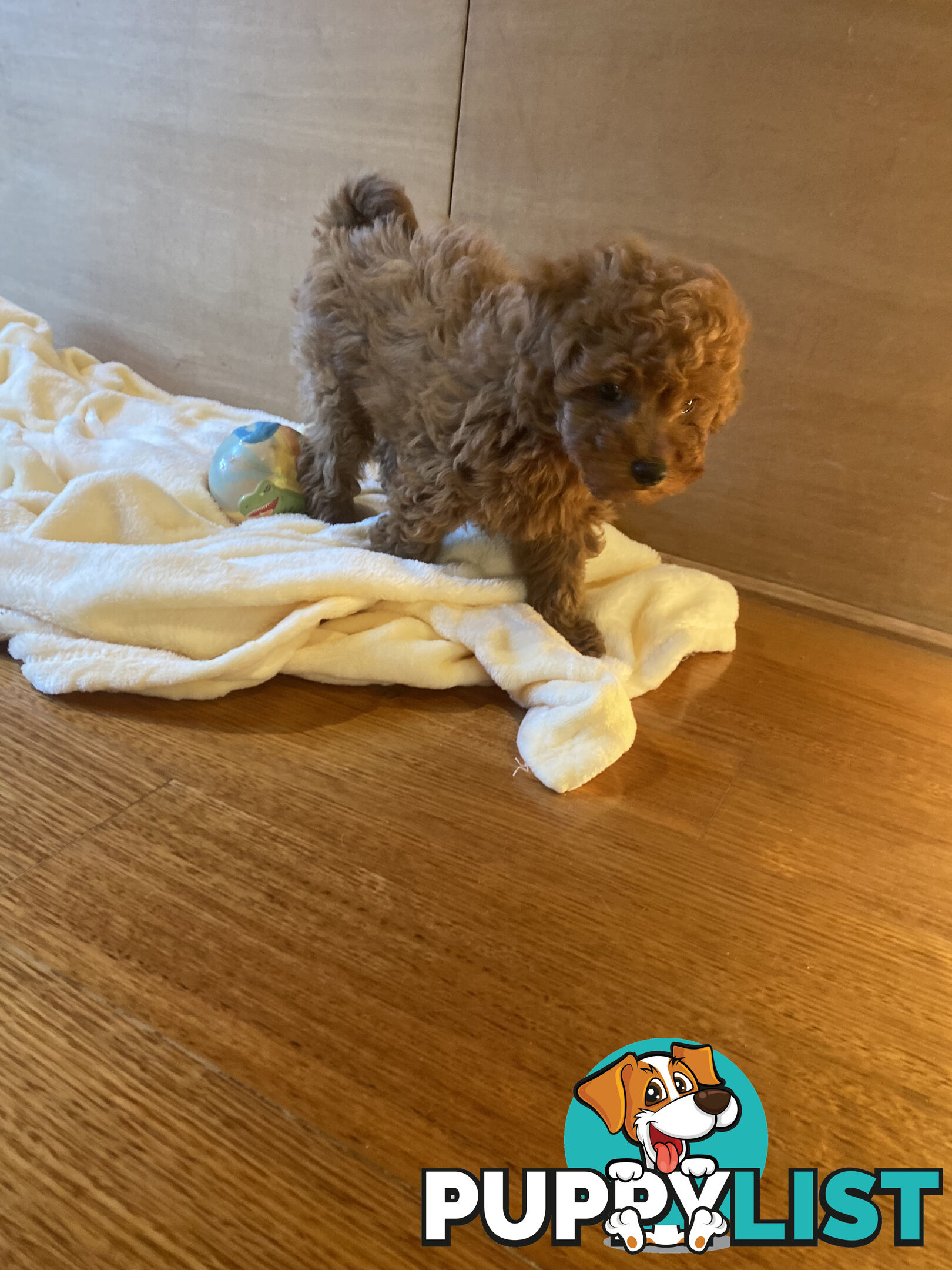 Beautiful RUBY PURE BRED TOY POODLE  Puppies  .