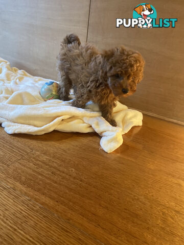 Beautiful RUBY PURE BRED TOY POODLE  Puppies  .