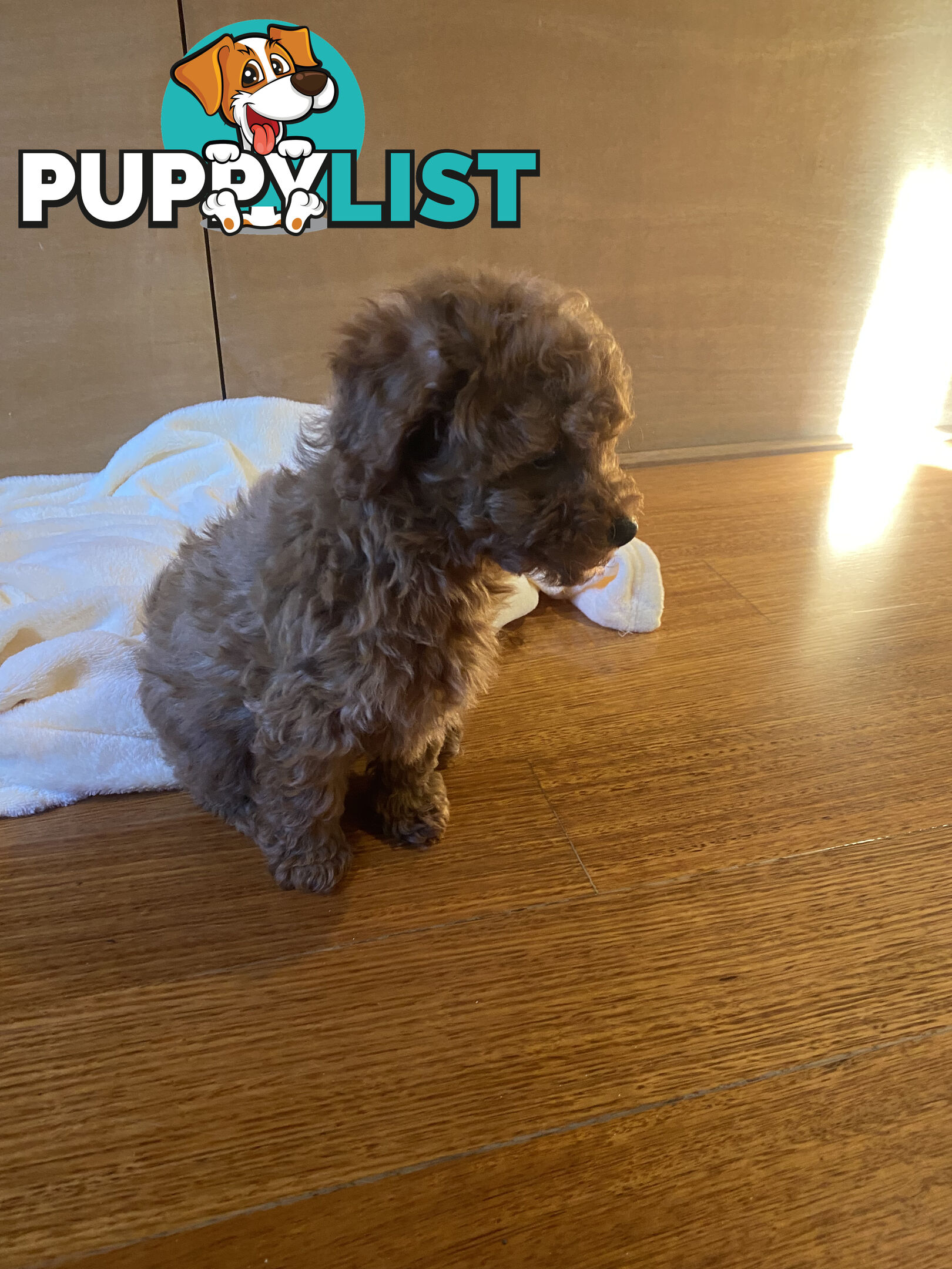 Beautiful RUBY PURE BRED TOY POODLE  Puppies  .