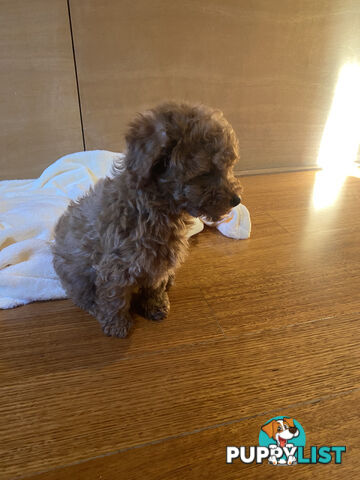 Beautiful RUBY PURE BRED TOY POODLE  Puppies  .