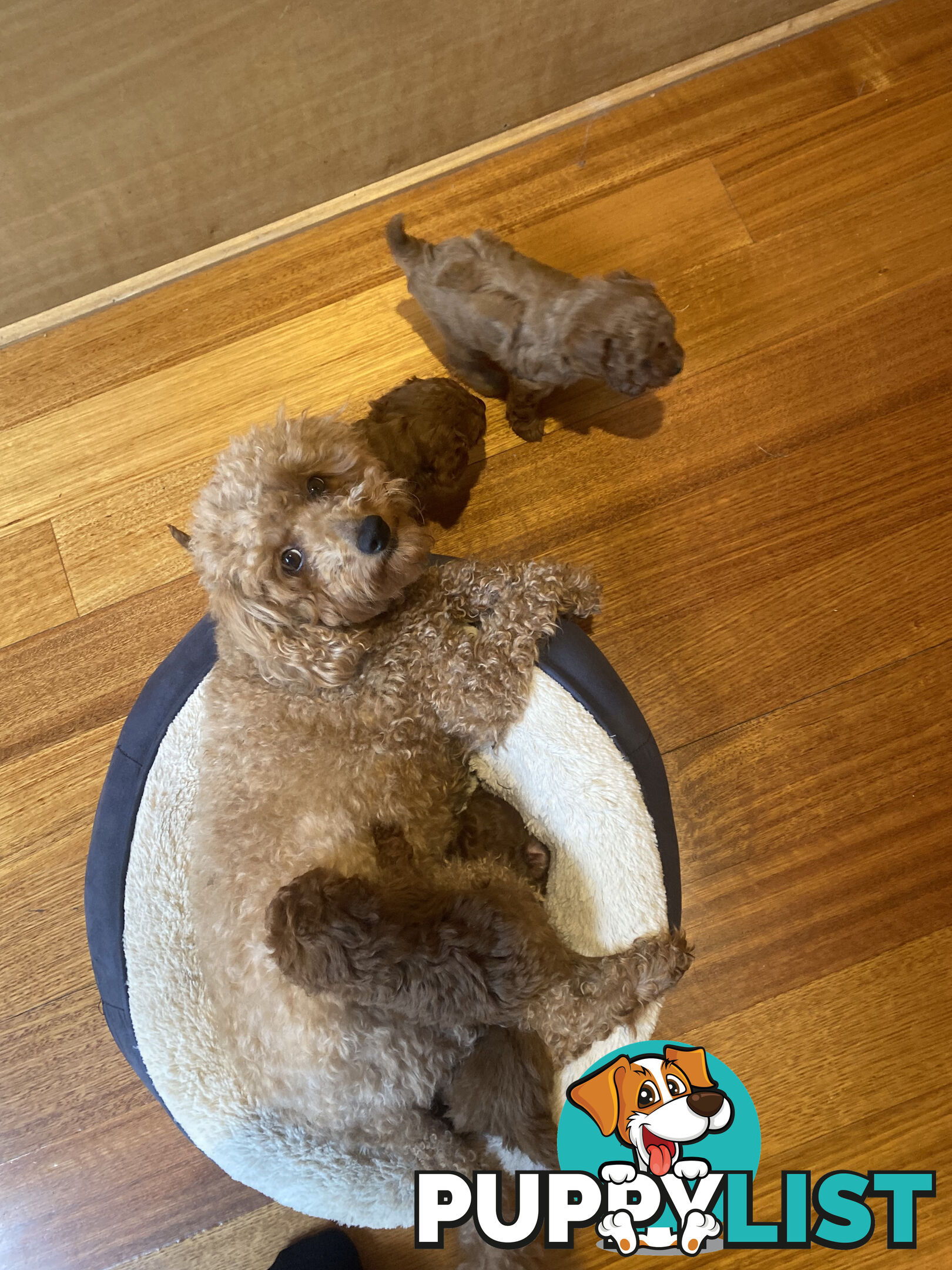 Beautiful RUBY PURE BRED TOY POODLE  Puppies  .