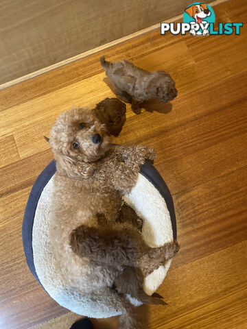 Beautiful RUBY PURE BRED TOY POODLE  Puppies  .