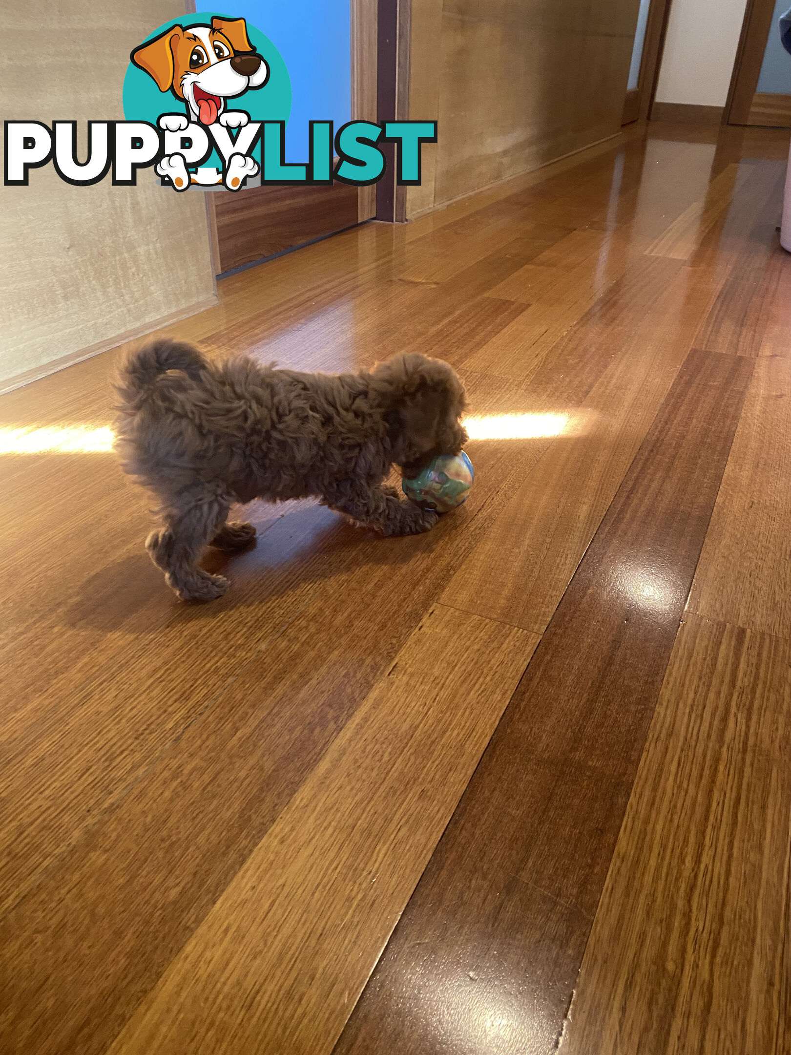 Beautiful RUBY PURE BRED TOY POODLE  Puppies  .