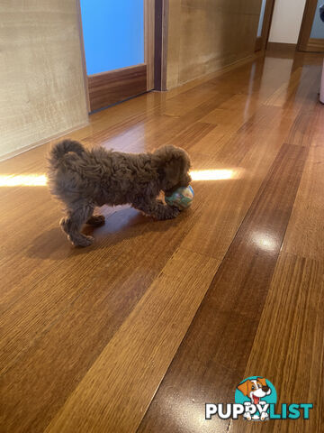 Beautiful RUBY PURE BRED TOY POODLE  Puppies  .