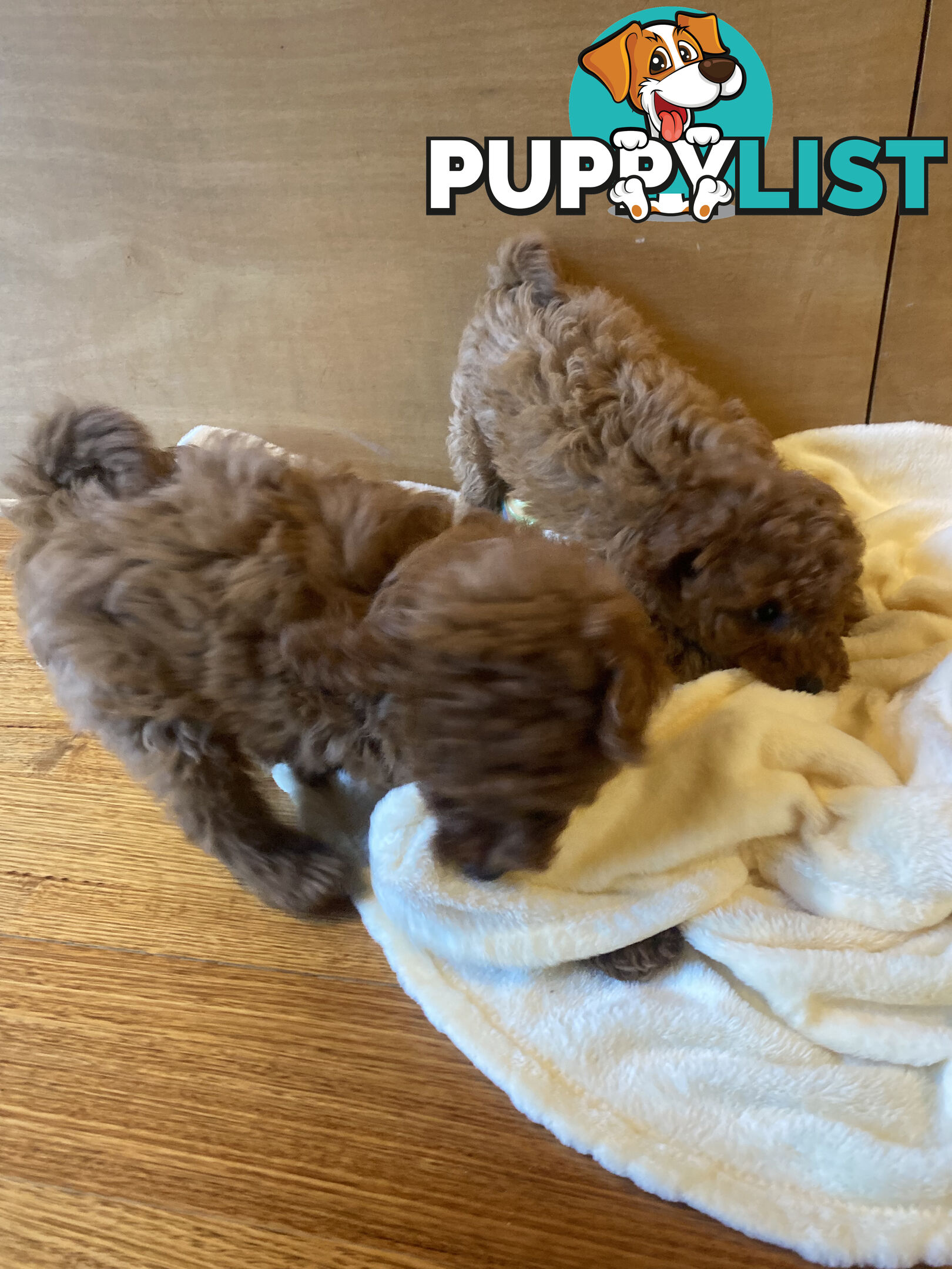 Beautiful RUBY PURE BRED TOY POODLE  Puppies  .