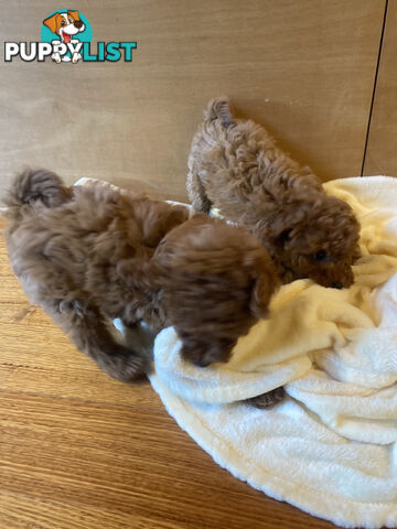 Beautiful RUBY PURE BRED TOY POODLE  Puppies  .