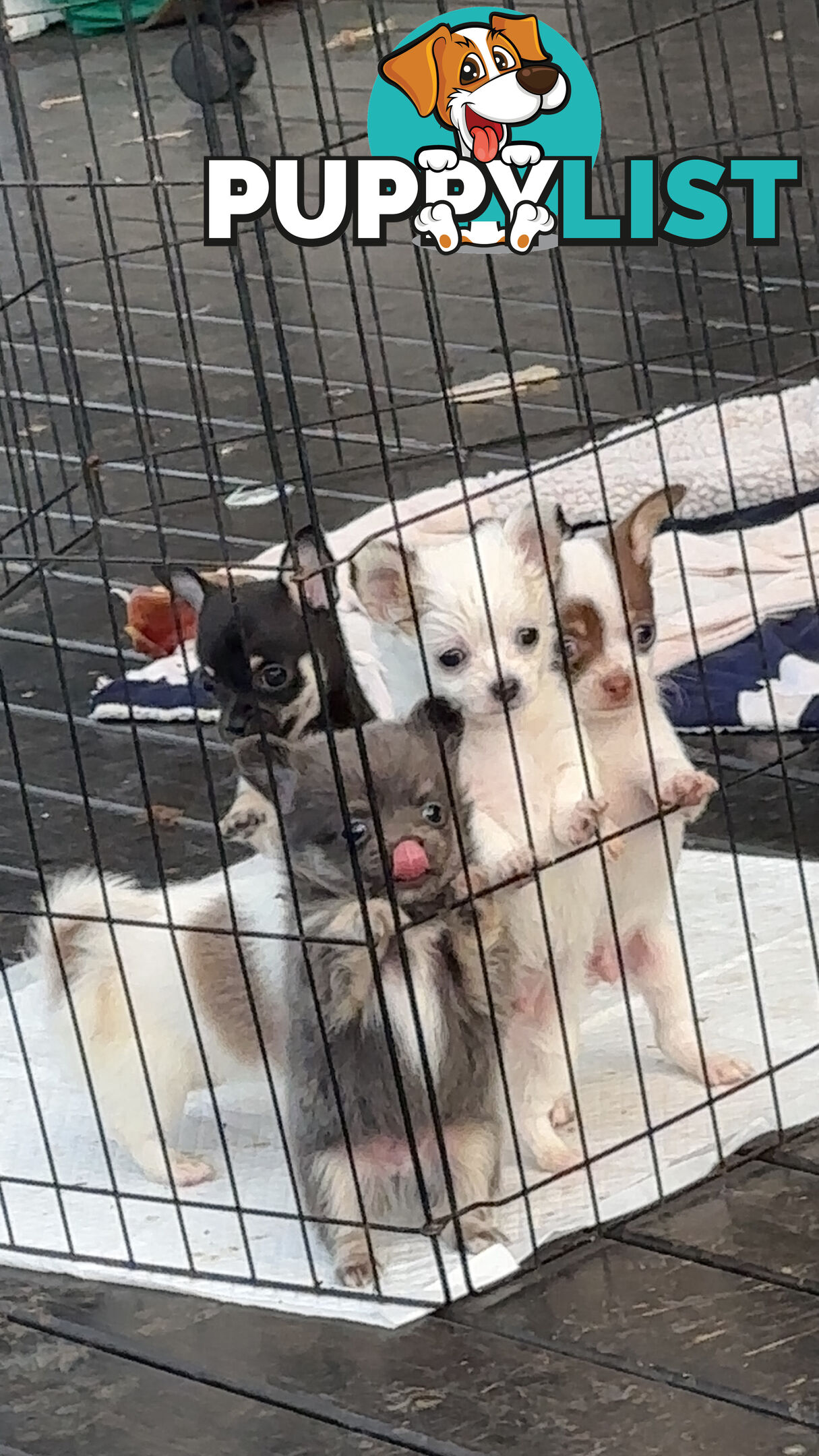 Tiny Apple head Chihuahua puppies
