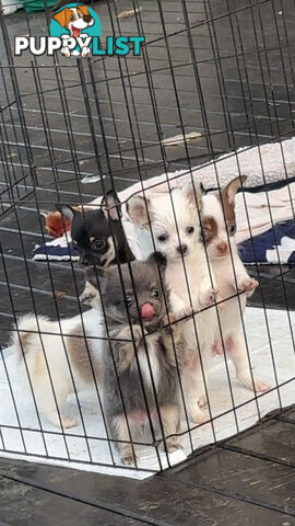 Tiny Apple head Chihuahua puppies