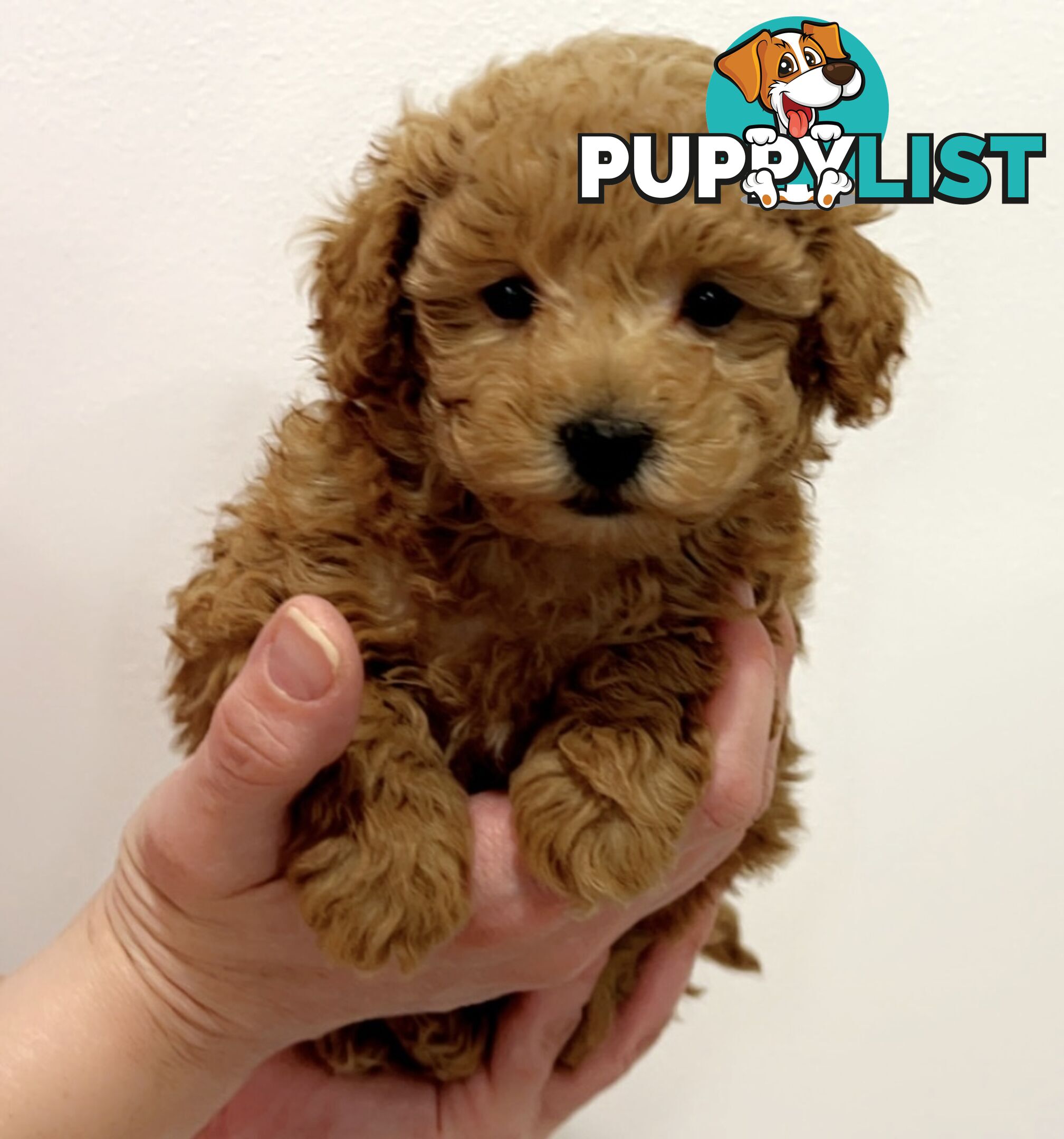 READY FOR HIS NEW HOME THIS WEEKEND STUNNING RED TOY POODLE