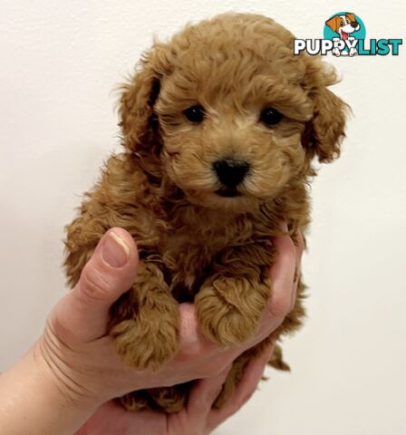 READY FOR HIS NEW HOME THIS WEEKEND STUNNING RED TOY POODLE