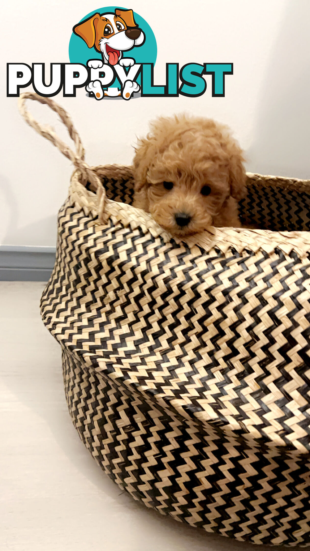 READY FOR HIS NEW HOME THIS WEEKEND STUNNING RED TOY POODLE