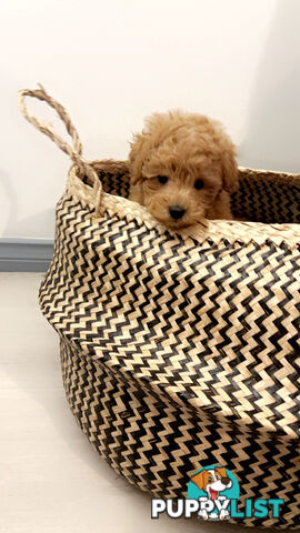 READY FOR HIS NEW HOME THIS WEEKEND STUNNING RED TOY POODLE