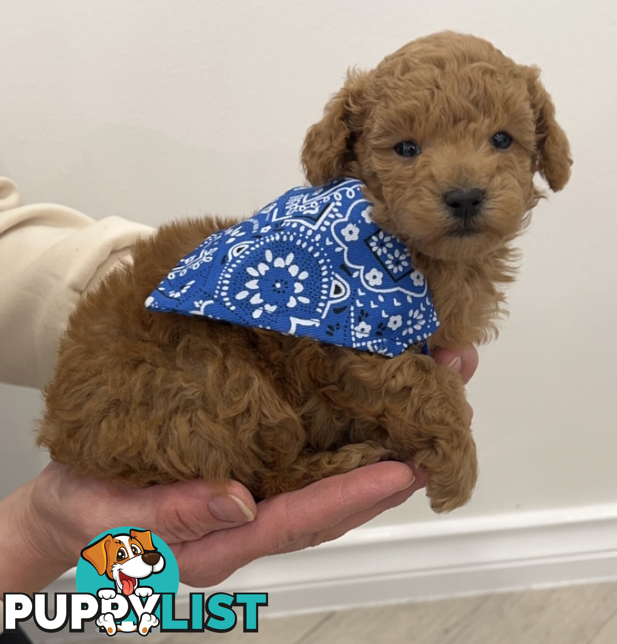 READY FOR HIS NEW HOME THIS WEEKEND STUNNING RED TOY POODLE