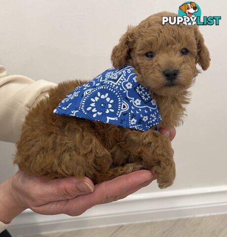 READY FOR HIS NEW HOME THIS WEEKEND STUNNING RED TOY POODLE