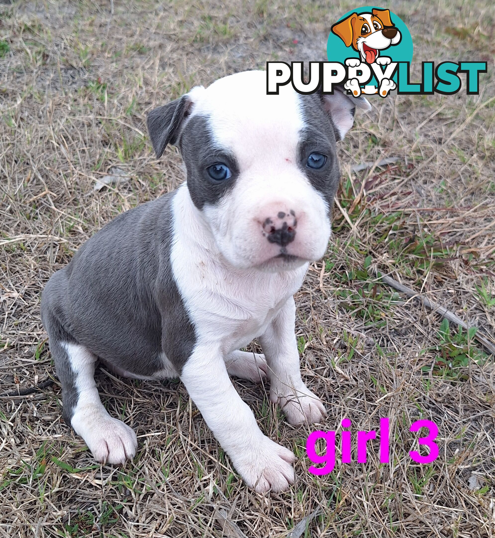 American Staffordshire pups