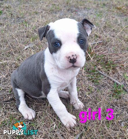 American Staffordshire pups