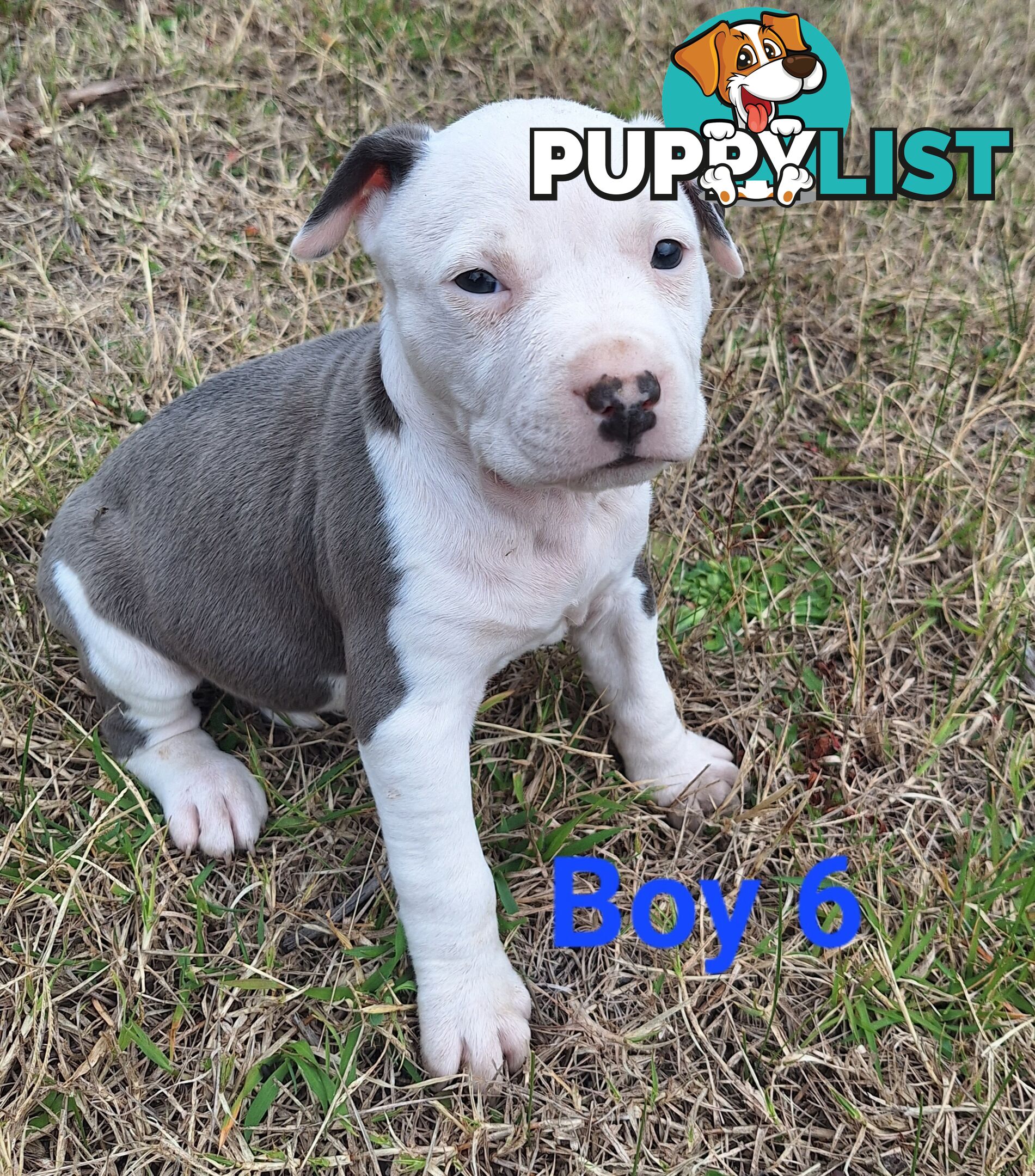 American Staffordshire pups