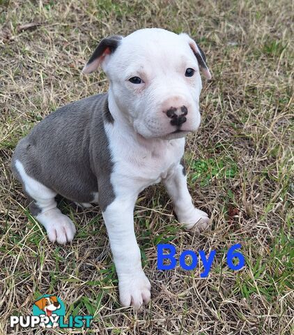 American Staffordshire pups