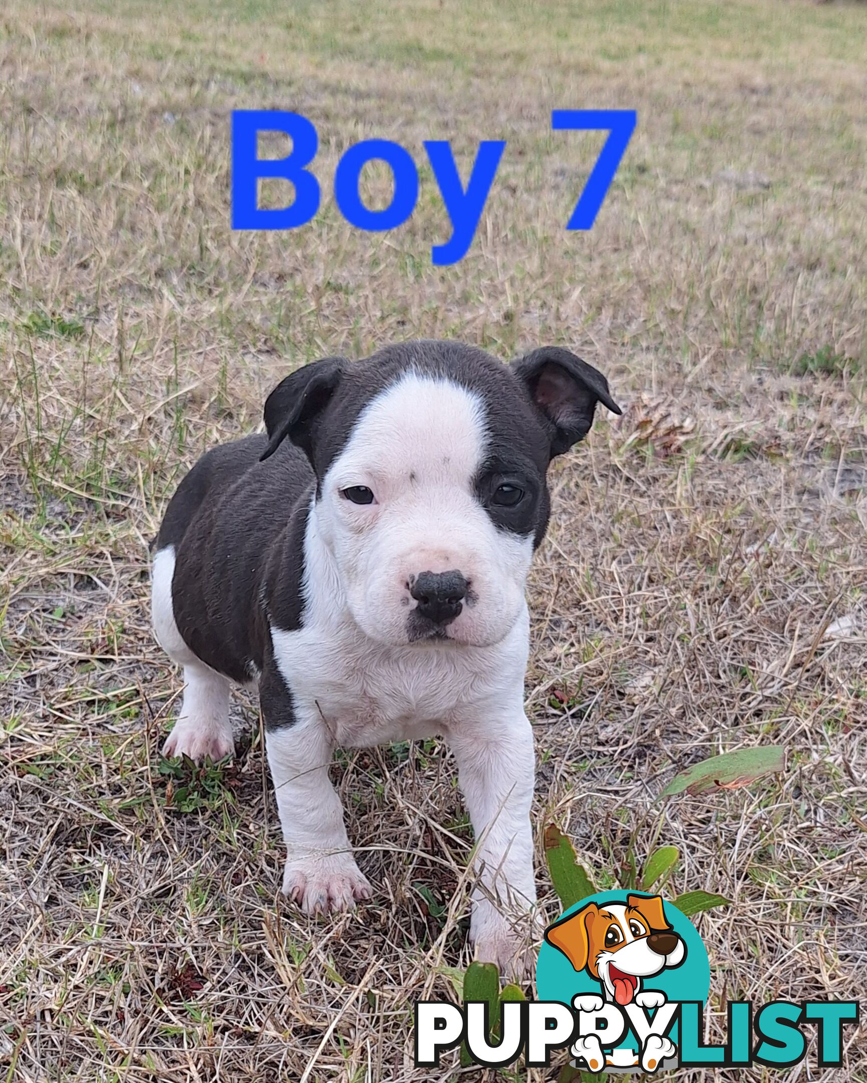 American Staffordshire pups