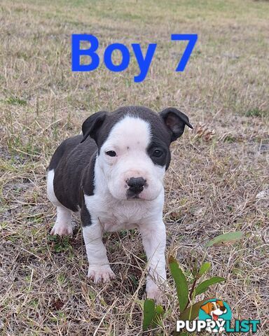 American Staffordshire pups