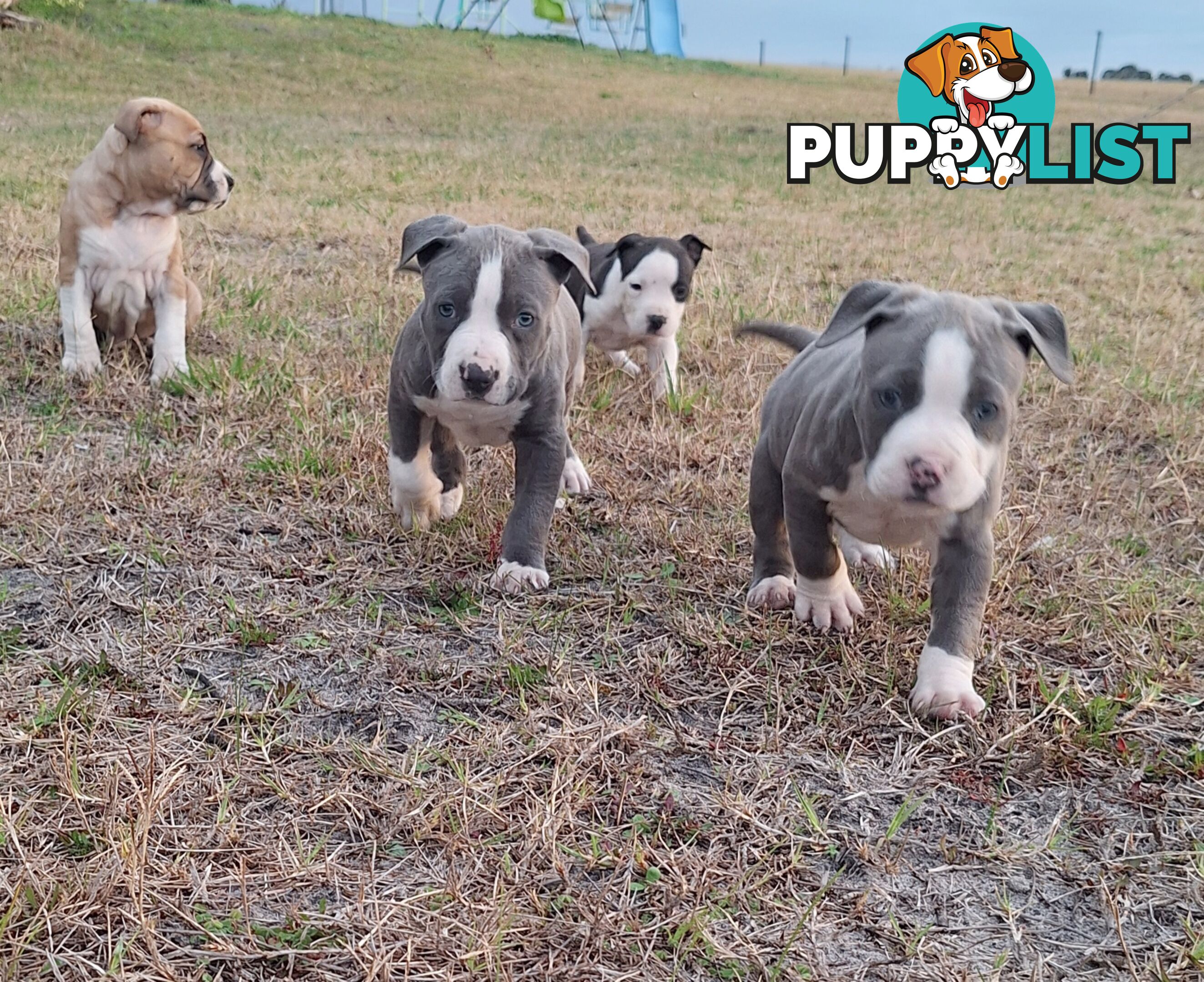 American Staffordshire pups