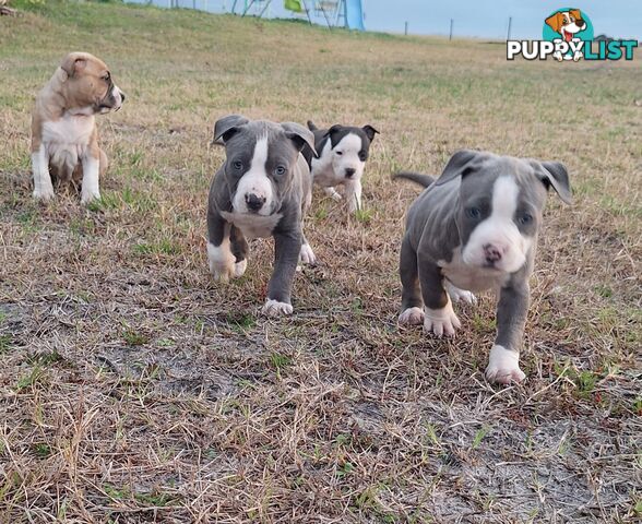 American Staffordshire pups