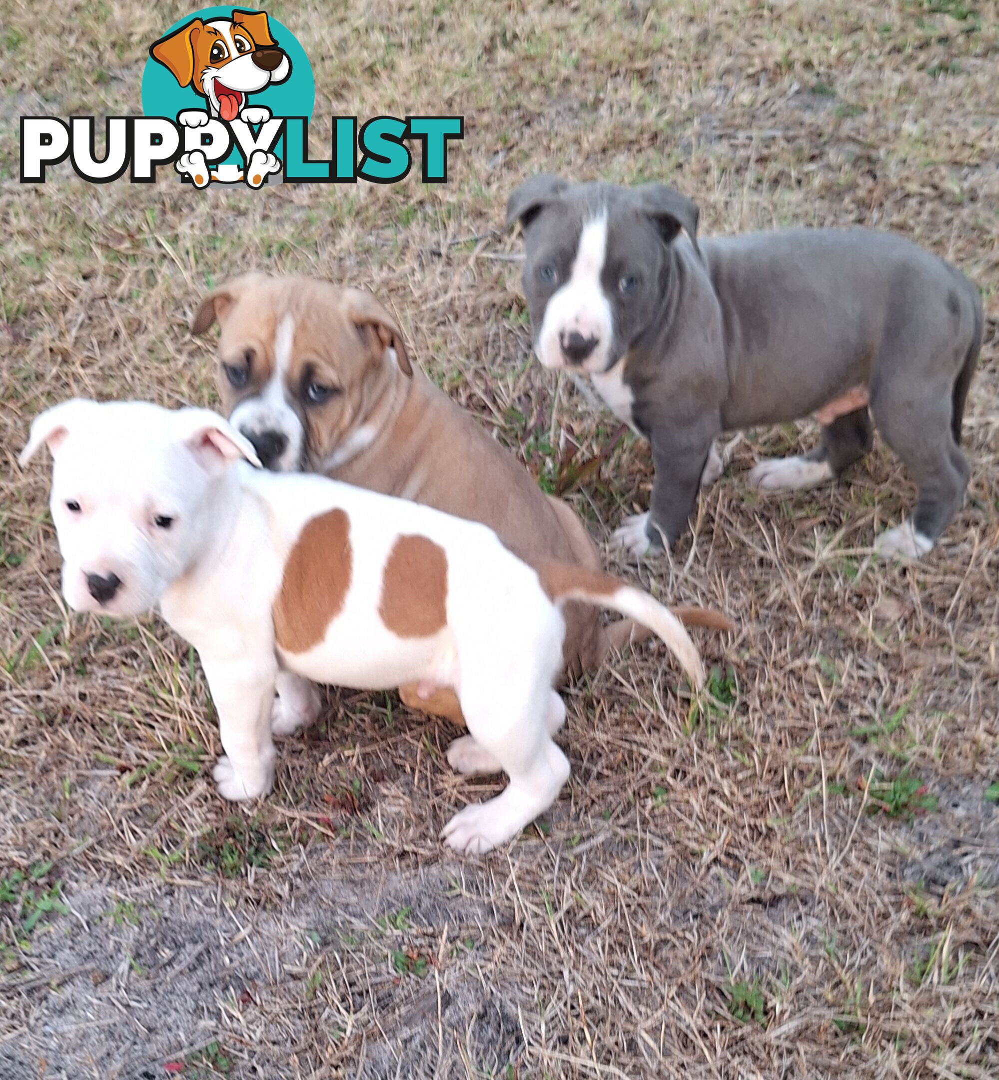 American Staffordshire pups