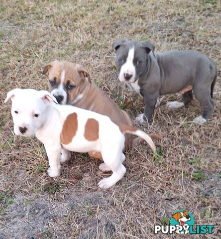 American Staffordshire pups