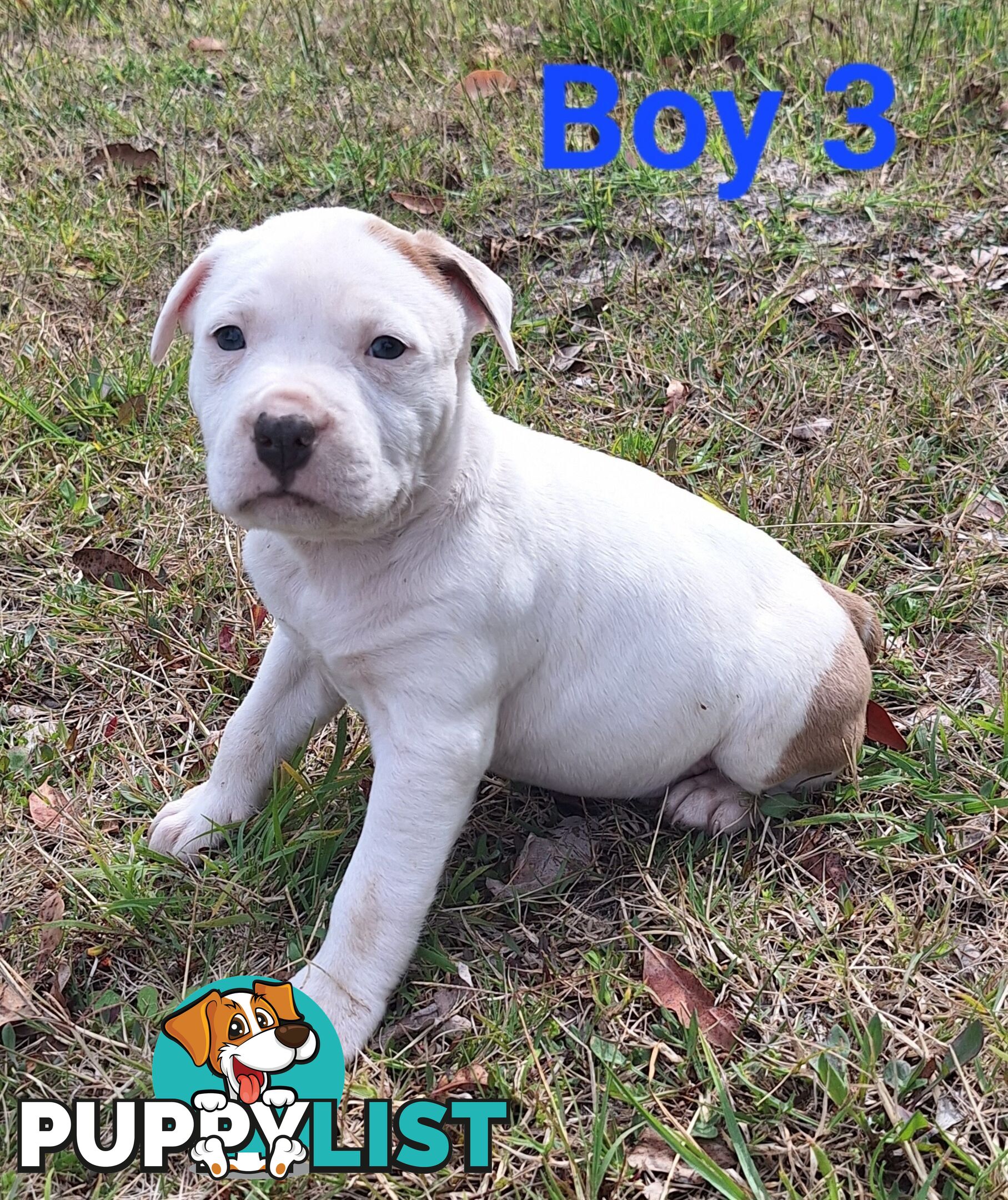 American Staffordshire pups