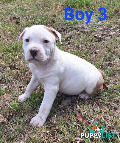 American Staffordshire pups