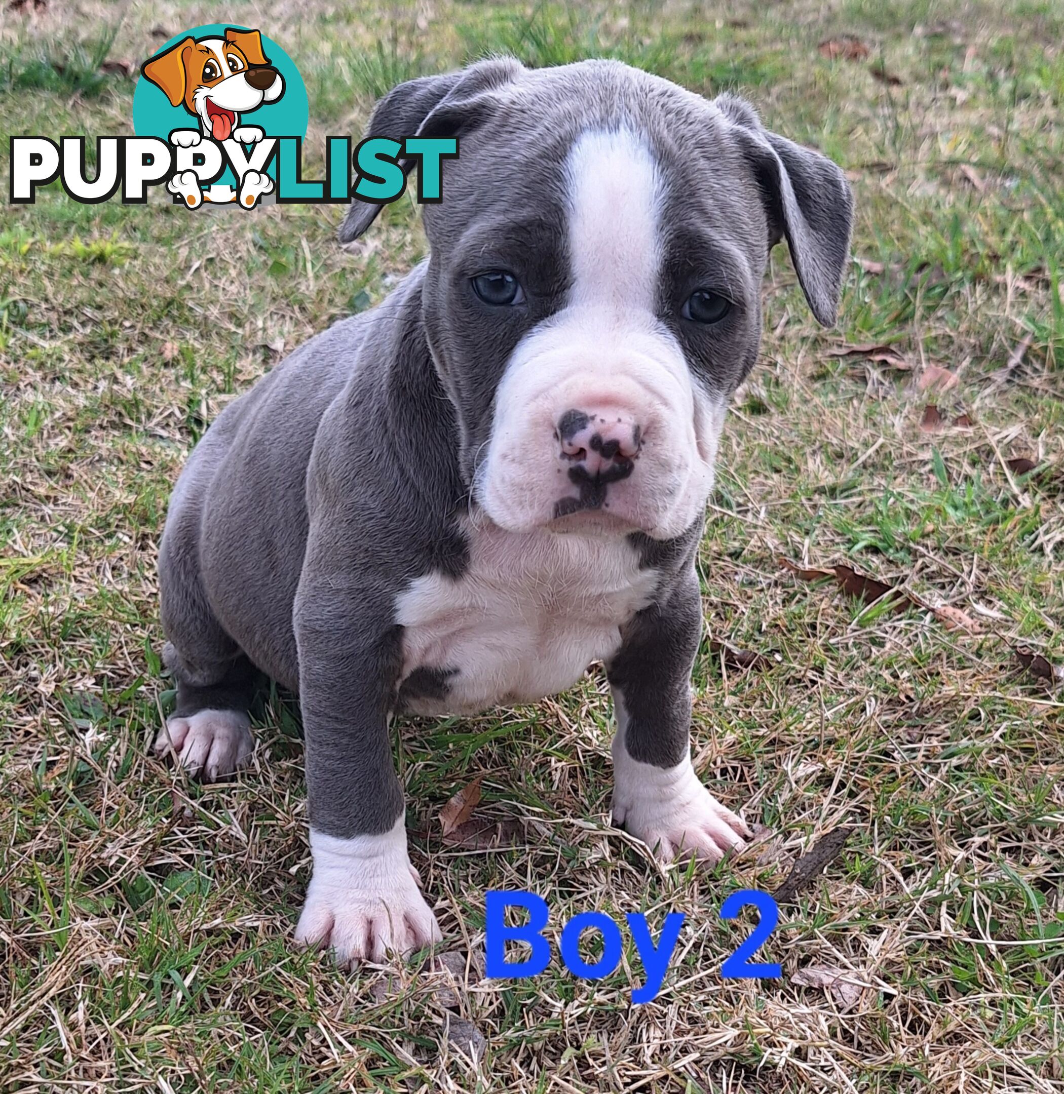 American Staffordshire pups