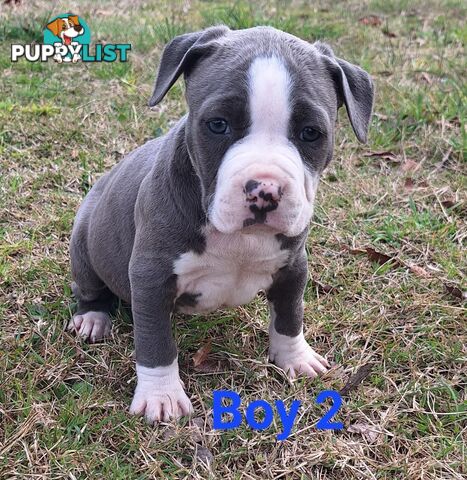 American Staffordshire pups