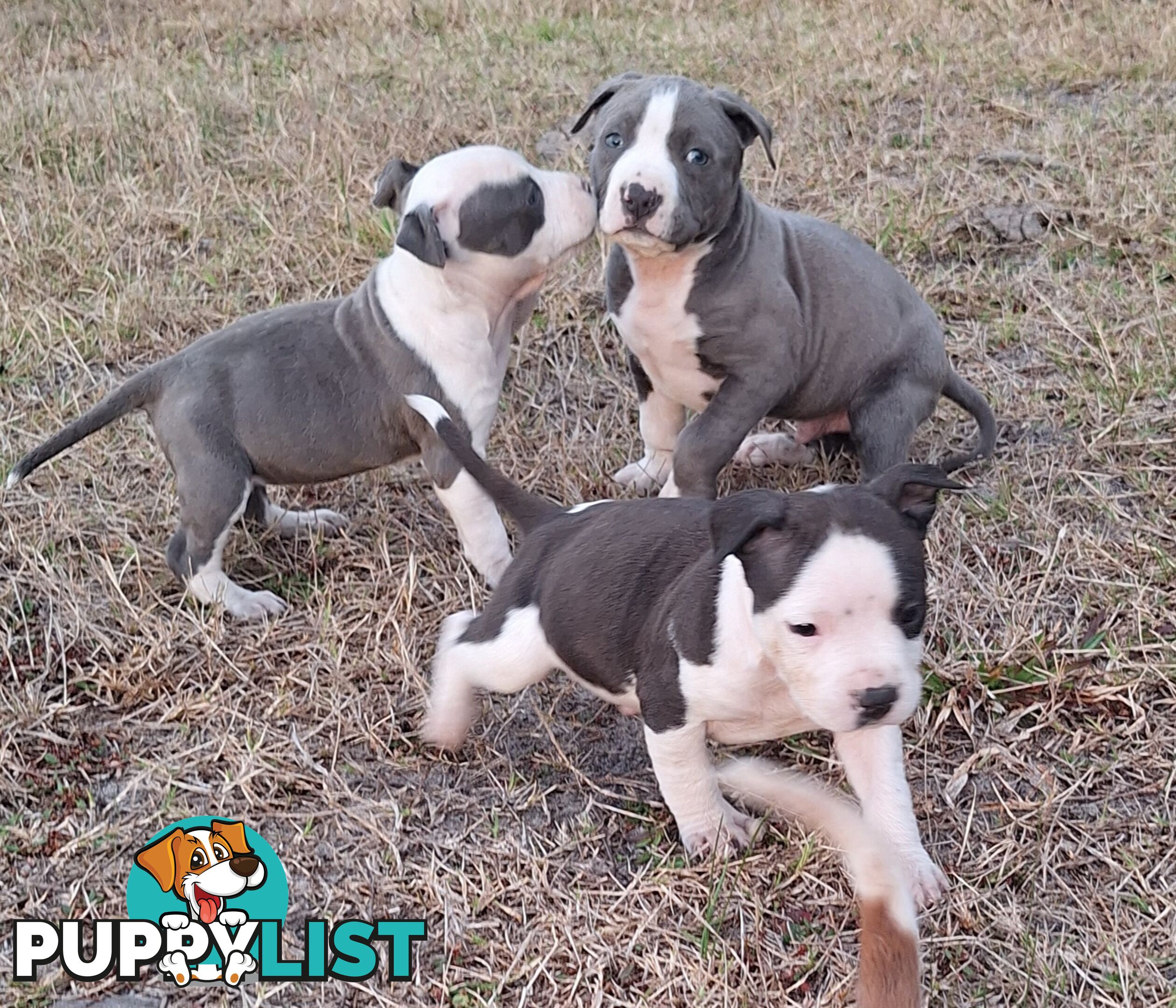 American Staffordshire pups