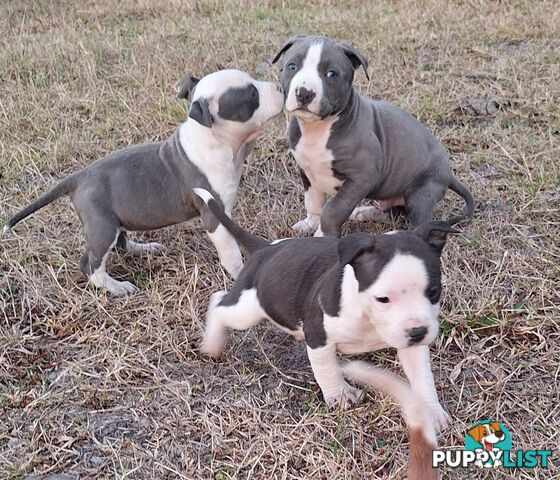 American Staffordshire pups