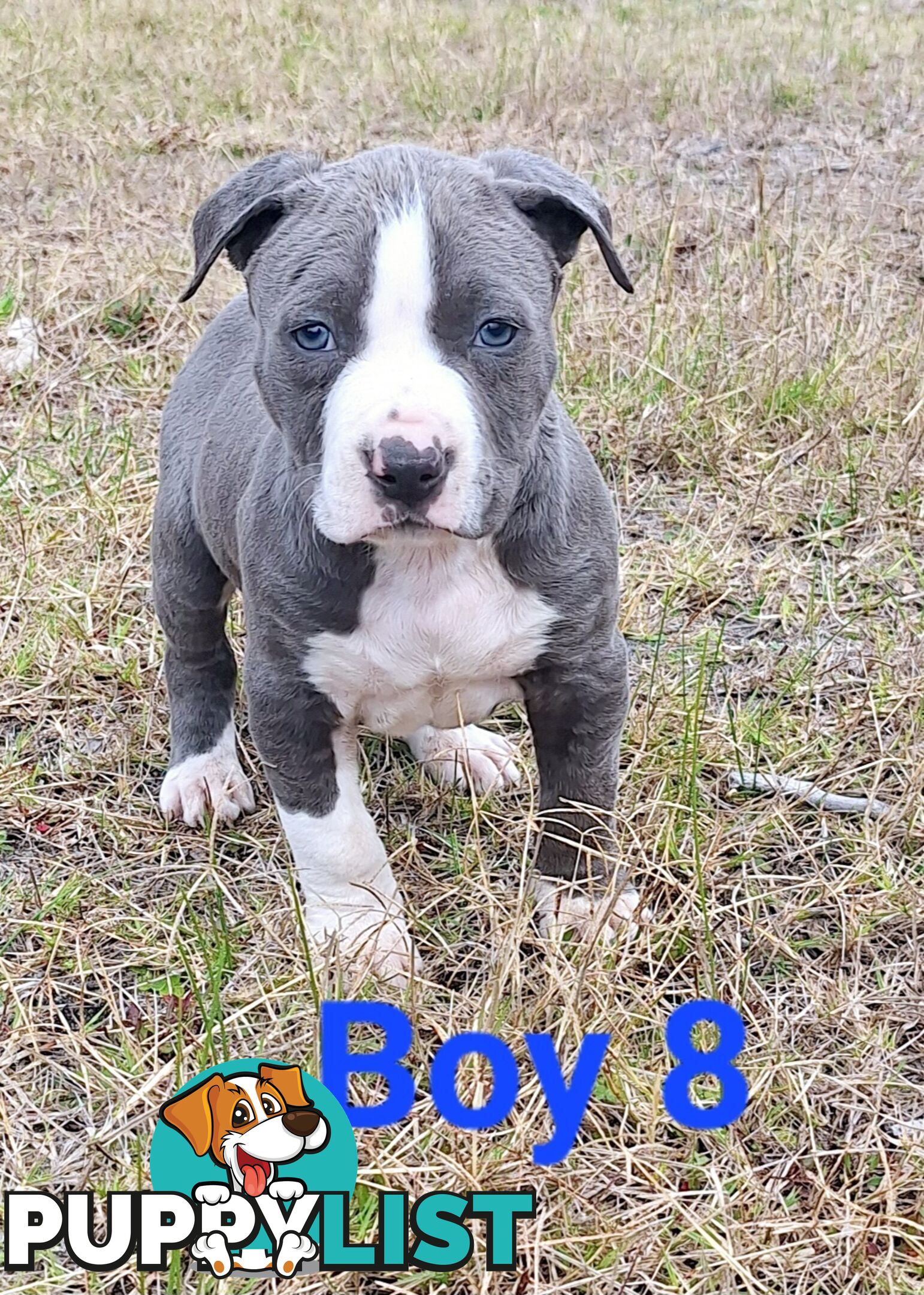 American Staffordshire pups