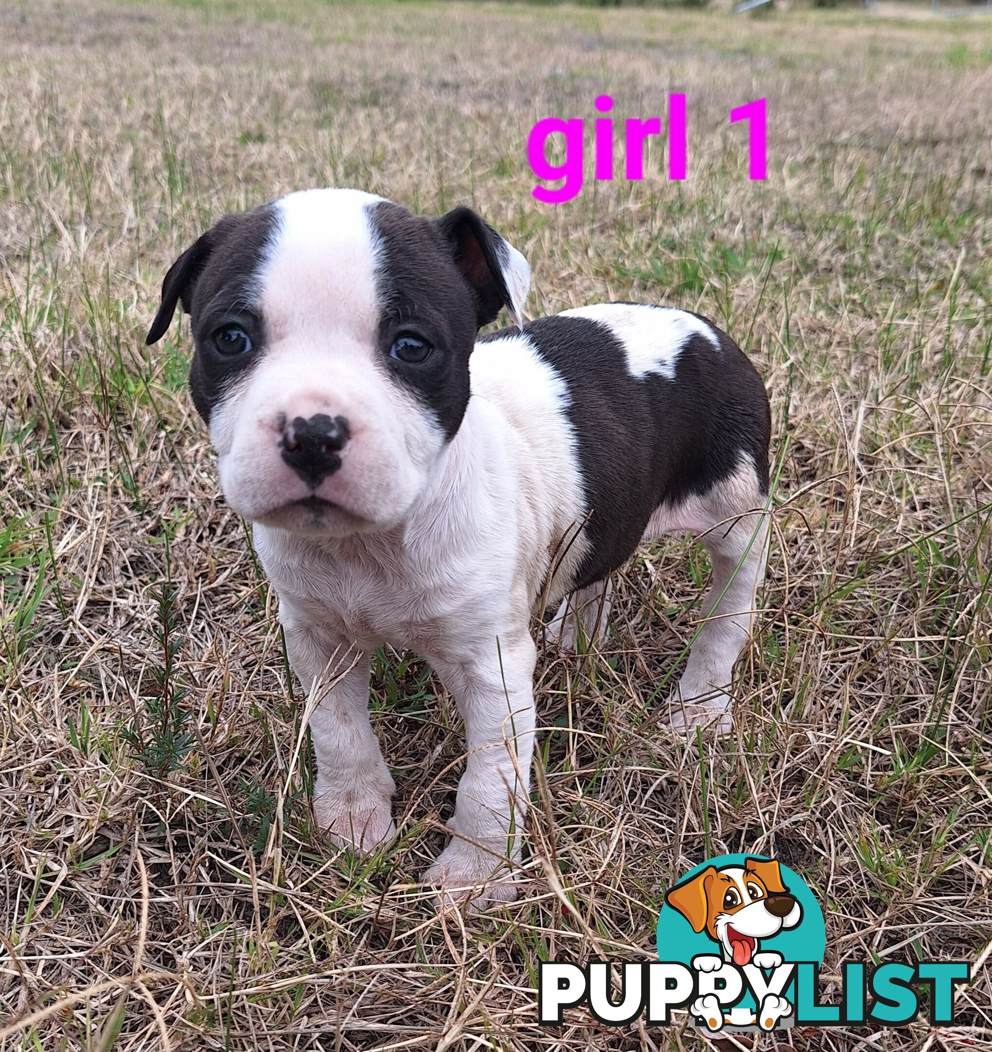 American Staffordshire pups