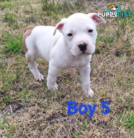 American Staffordshire pups