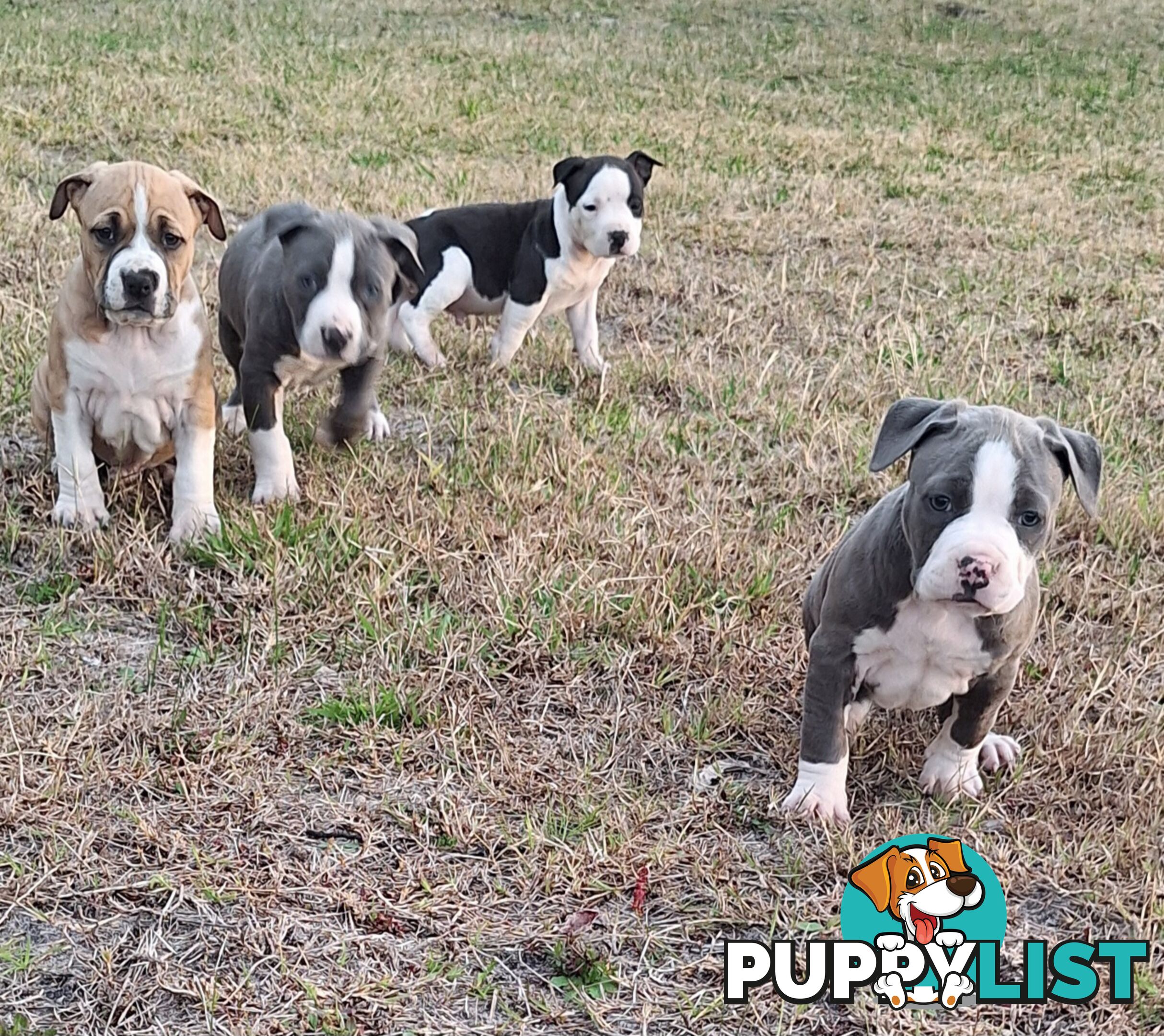 American Staffordshire pups