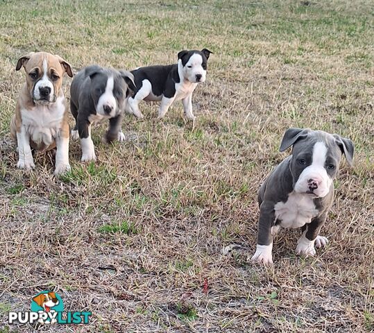 American Staffordshire pups