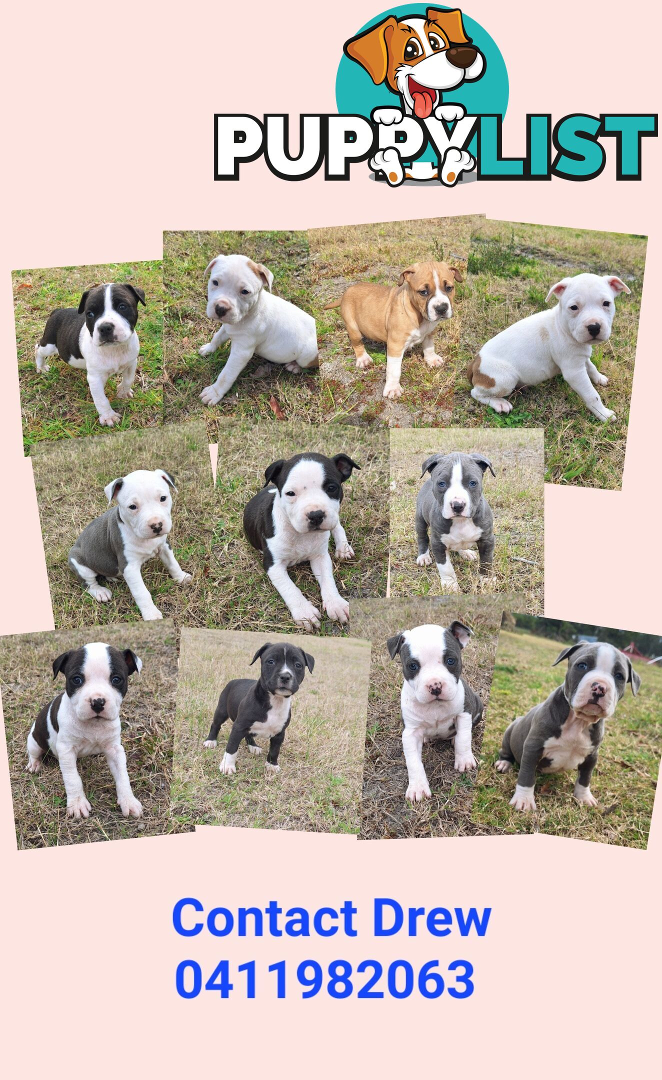 American Staffordshire pups