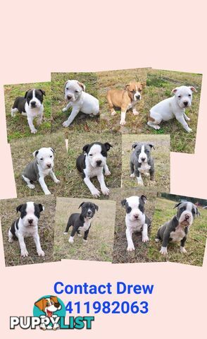 American Staffordshire pups