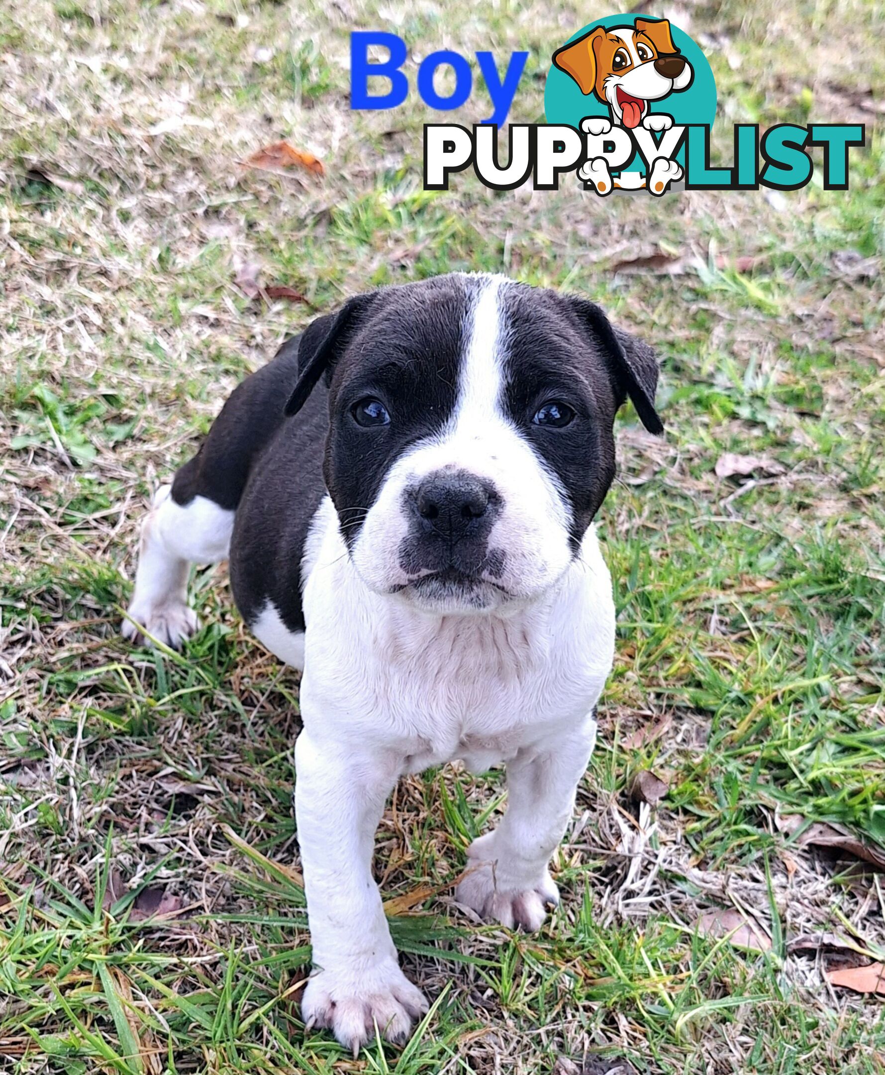 American Staffordshire pups