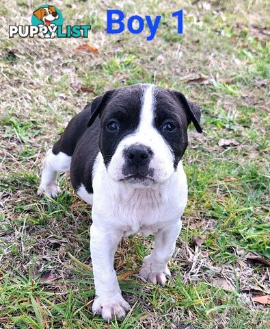 American Staffordshire pups