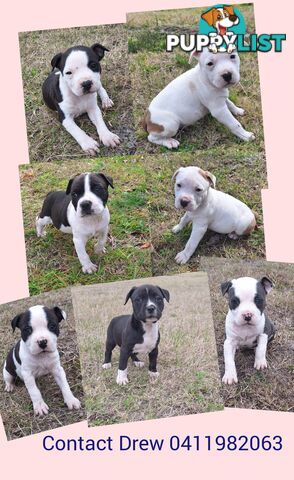 American Staffordshire pups