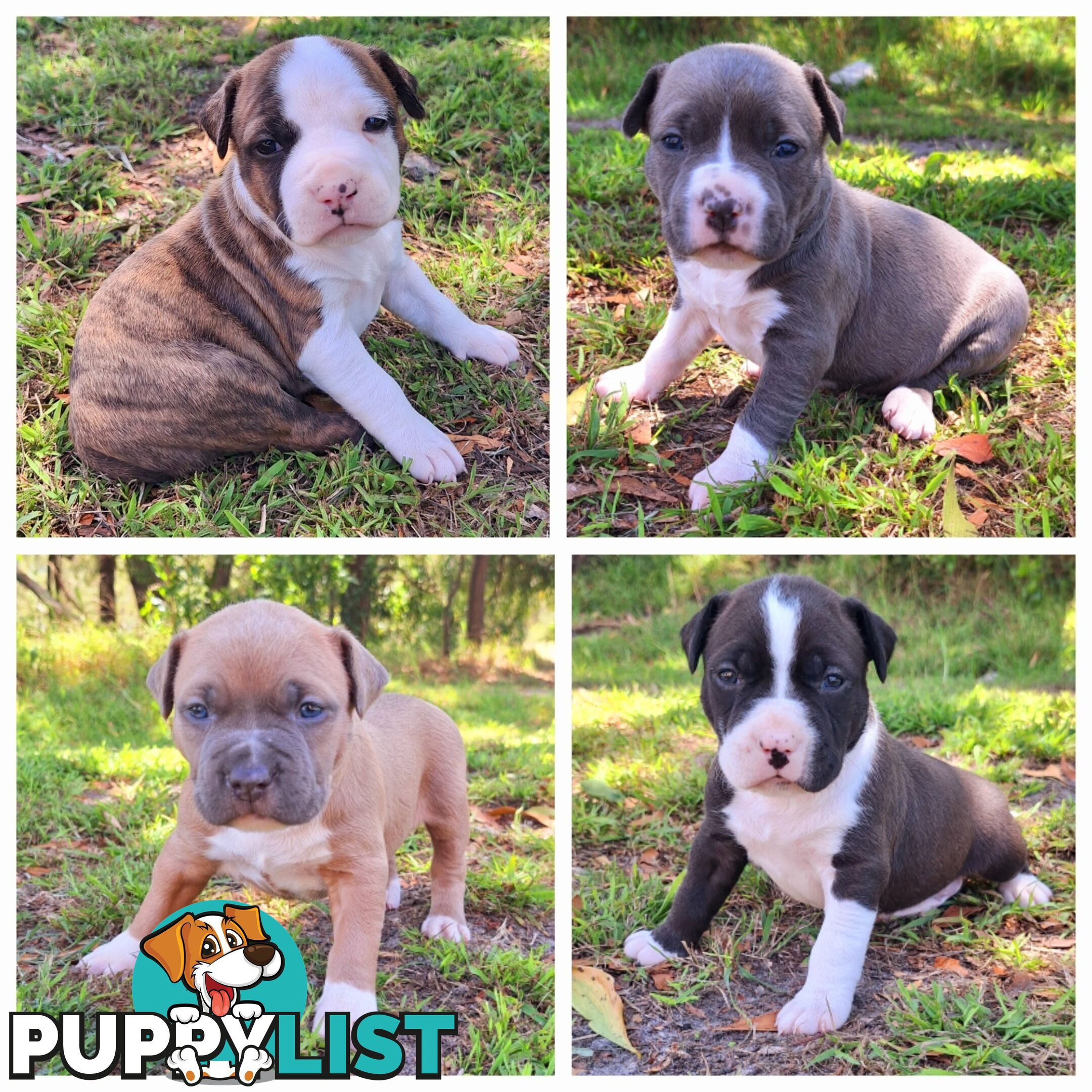 American Staffordshire pups