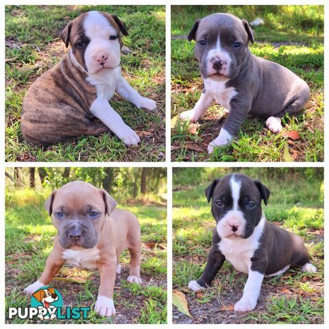 American Staffordshire pups