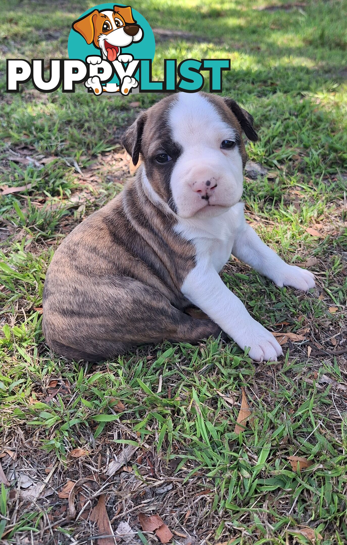 American Staffordshire pups